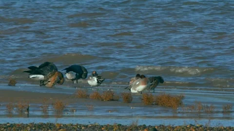 Eurasian Wigeon, Mareca penelope Stock Footage 143676568