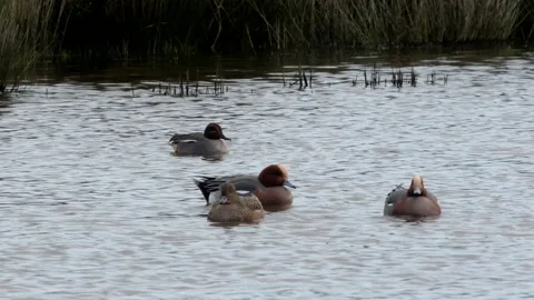 Eurasian Wigeon, Mareca penelope 스톡 동영상 147988991