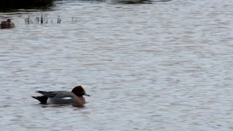Eurasian Wigeon, Mareca penelope Stock-Footage 147989191