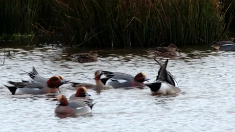 Eurasian Wigeon, Mareca penelope Stock Footage 147989228