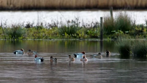 Eurasian Wigeon, Mareca penelope Video stock 148024152
