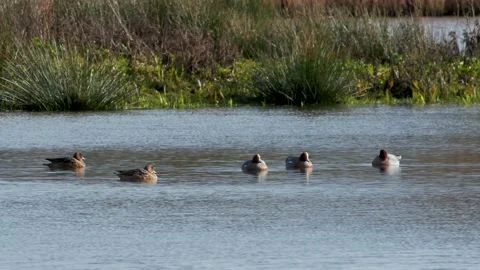 Eurasian Wigeon, Mareca penelope 動画素材 148220100