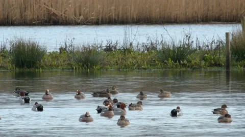 Eurasian Wigeon, Mareca penelope Vidéo 148222339