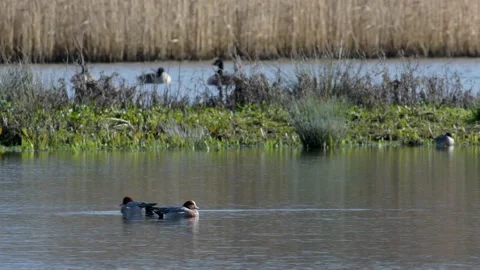 Eurasian Wigeon, Mareca penelope Stock Footage 148222655
