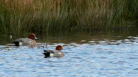 Eurasian Wigeon, Mareca penelope Video stock 148397758