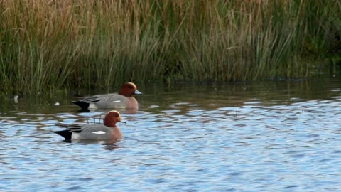 Eurasian Wigeon, Mareca penelope Stock-Footage 148397902