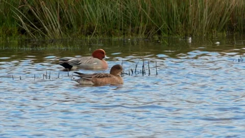 Eurasian Wigeon, Mareca penelope Stock Footage 148402188