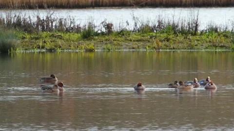 Eurasian Wigeon, Mareca penelope Stock Footage 148422506