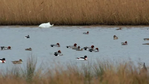 Eurasian Wigeon, Mareca penelope Stock Footage 148452377