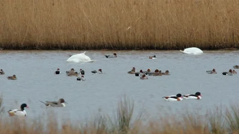 Eurasian Wigeon, Mareca penelope Stock Footage 148453219