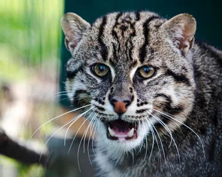 Eurasian Wildcat in captivity - close up Stock Photos