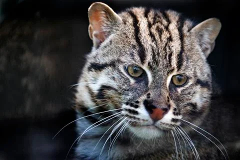 Eurasian Wildcat in captivity - close up Stock Photos