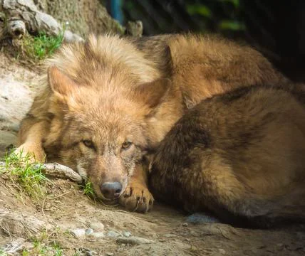 Eurasian wolf, also know as common wolf, Russian forest wolf. Stock Photos