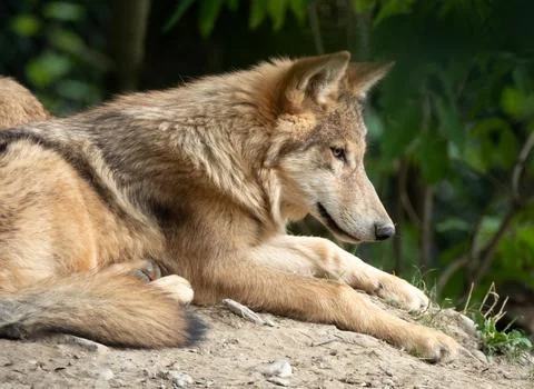 Eurasian wolf, also know as common wolf, Russian forest wolf. Stock Photos