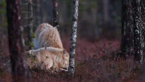 Eurasian wolf, also known as the gray or grey wolf also known as Timber wolf Stock Footage 120759797