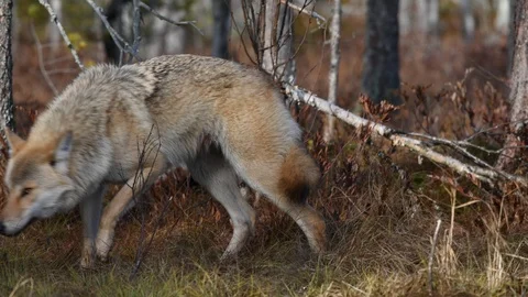 Eurasian wolf, also known as the gray or grey wolf also known as Timber wolf Video stock 120761669