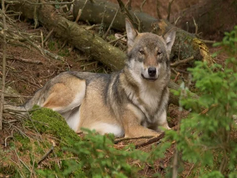 Eurasian wolf (Canis lupus lupus) Stock Footage