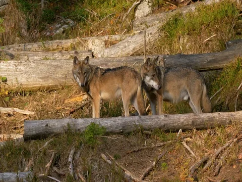Eurasian wolf (Canis lupus lupus) Stock Footage