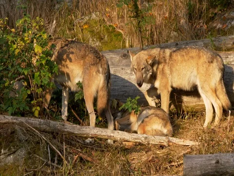 Eurasian wolf (Canis lupus lupus) Stock-Footage 80694398