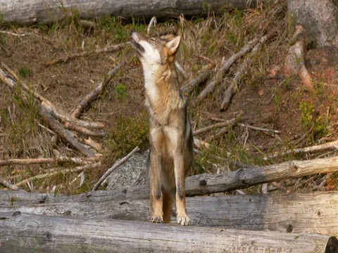 Eurasian wolf (Canis lupus lupus) Stock Footage