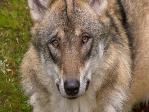Eurasian wolf (Canis lupus lupus) Stock Footage