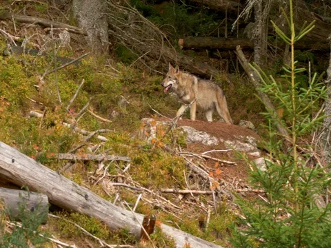 Eurasian wolf (Canis lupus lupus) 스톡 동영상 80696492