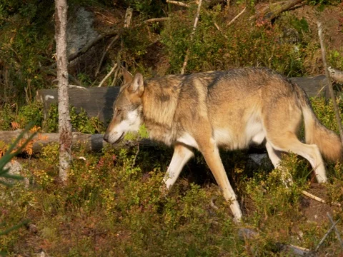 Eurasian wolf (Canis lupus lupus) 動画素材 80705195