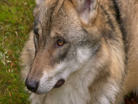 Eurasian wolf (Canis lupus lupus) Stock Footage