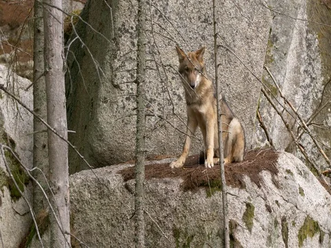 Eurasian wolf (Canis lupus lupus) Vídeos de archivo 80708515