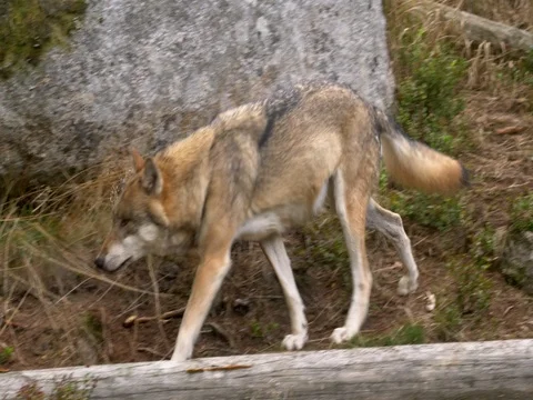 Eurasian wolf (Canis lupus lupus) Stock Footage