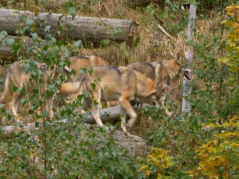 Eurasian wolf (Canis lupus lupus) Видео 80712364