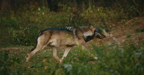 Eurasian Wolf - Canis Lupus running In Natural Environment - Forest In Autumn 스톡 동영상 312390096