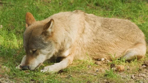 Eurasian Wolf Eating Prey on Grassy Parkland Vídeos de archivo 315082425