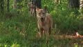 Eurasian Wolf HD Footage
