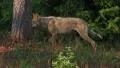 Eurasian Wolf HD 동영상