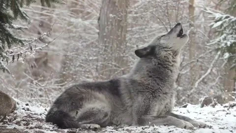 Eurasian Wolf Video stock 280157507