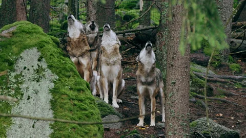 Eurasian wolf pack howling (Canis lupus lupus) in the forest Stock Footage 231084668