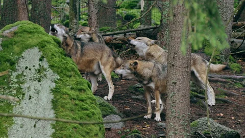 Eurasian wolf pack howling (Canis lupus lupus) in the forest Stock Footage 231084968