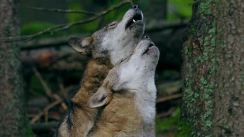 Eurasian wolf pack howling (Canis lupus lupus) in the forest Stock Footage 231086742