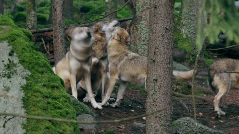 Eurasian wolf pack howling (Canis lupus lupus) in the forest Stock Footage 231087733