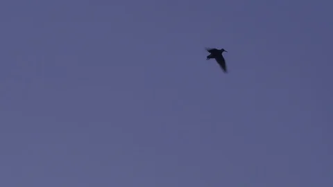 Eurasian woodcock. Singing bird in courtship display flight. Roding at dusk. Stock Footage