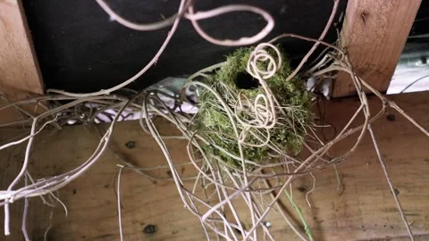 Eurasian Wren Constructing Nest in Rustic Shelter Stock Footage 336290939
