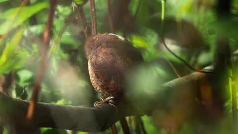 Eurasian wren in forest Stock Footage 117600379