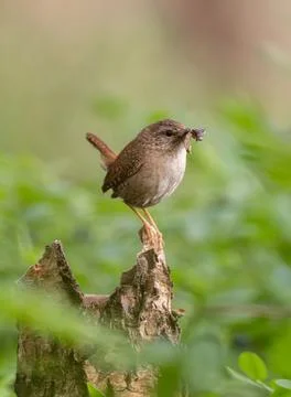 Eurasian Wren perched on a tree stump with insect in beak Stock Photos