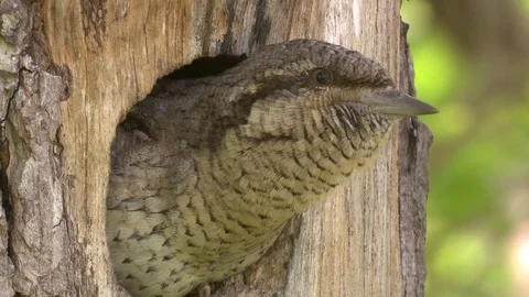Eurasian Wryneck Stock Footage 79037606