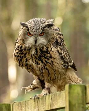 Eurasion Eagle Owl (Matilde) Stock Photos