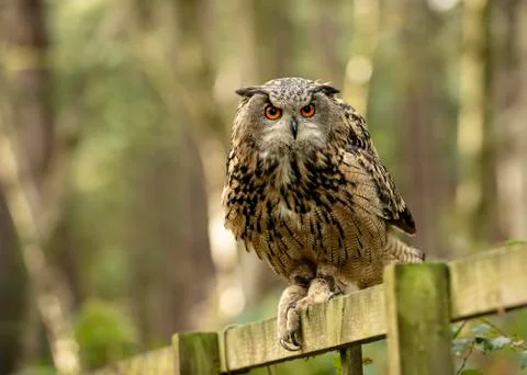 Eurasion Eagle Owl (Matilde) Stock Photos