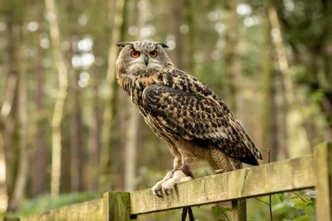 Eurasion Eagle Owl (Matilde) Stock Photos