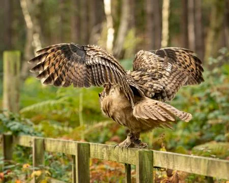 Eurasion Eagle Owl (Matilde) Stock Photos