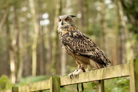 Eurasion Eagle Owl (Matilde) Stock Photos